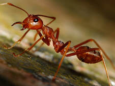 Wichita Pest Control Exterminators